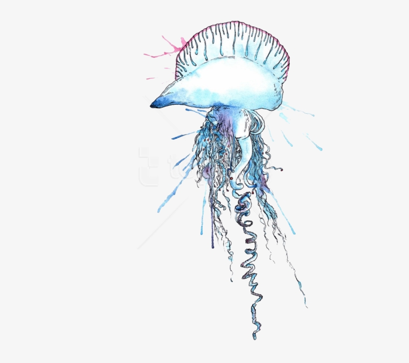 Free Png Download Blue Bottle Jellyfish Png Images - Portuguese Man Of War Clipart, transparent png download