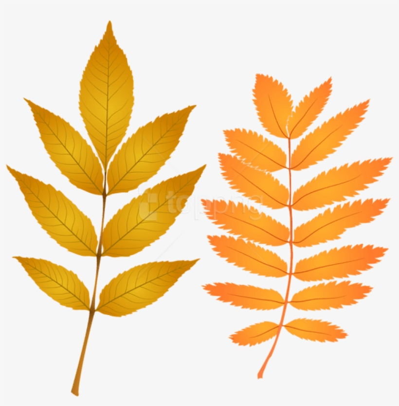 Free Png Download Fall Leaves Clipart Png Photo Png - Autumn, transparent png download