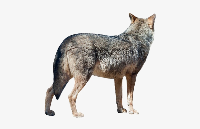 Wolf With White Background, transparent png download