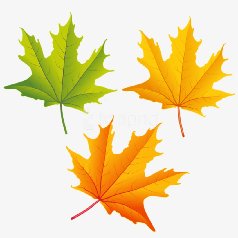 Free Png Download Set Of Autumn Leaves Clipart Png - Autumn Leaves Clipart Png, transparent png download