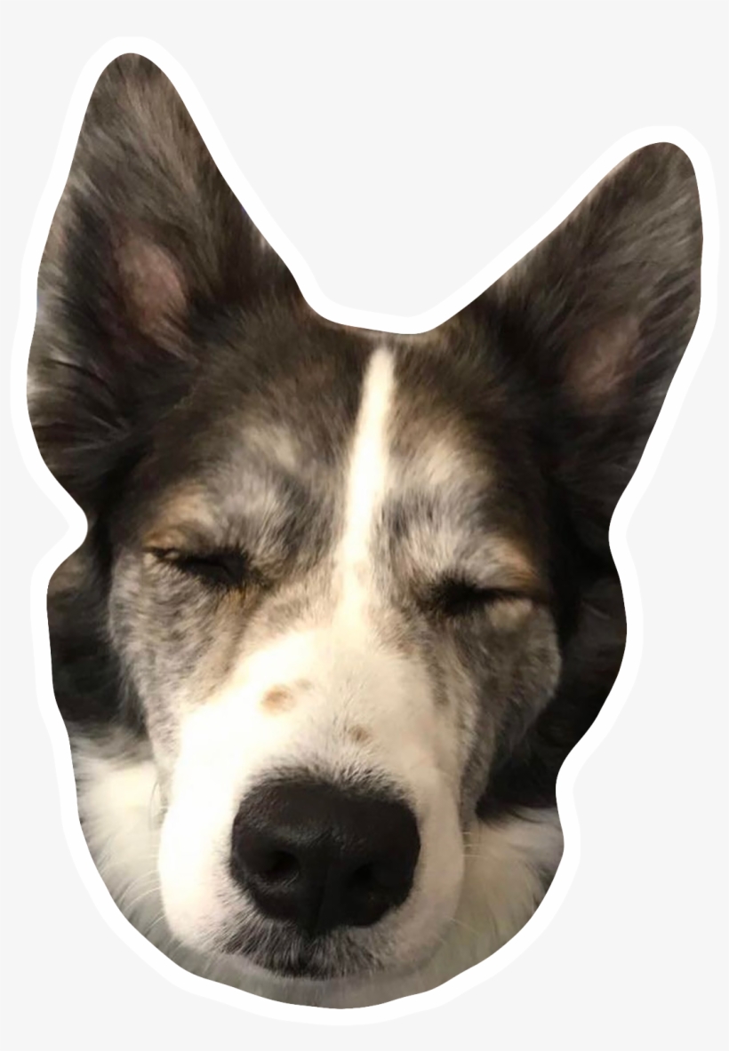 Click To Enlarge - Companion Dog, transparent png download