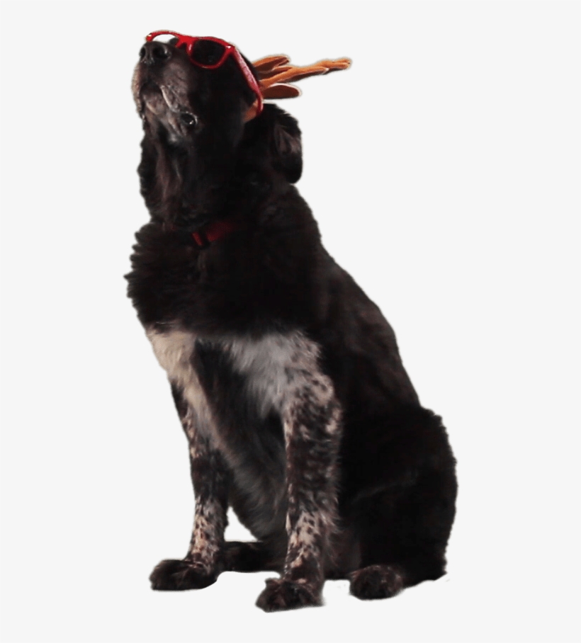 Murphy - Dog Catches Something, transparent png download