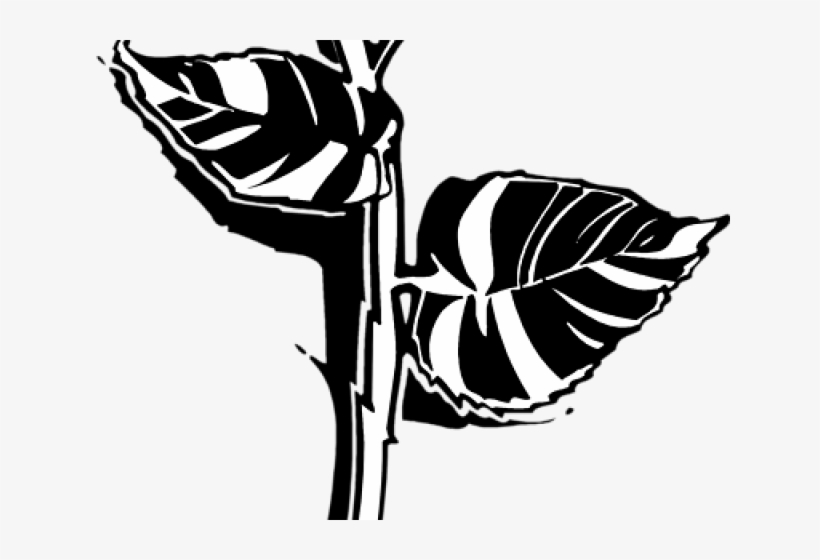 White Rose Clipart Png Format - Long Stem Rose, transparent png download