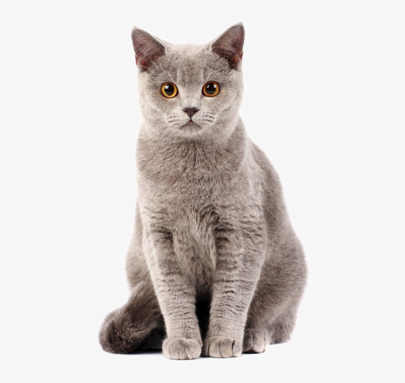 Graphic Transparent Stock Dog Cat Relationship Food - Cat Png Transparent, transparent png download