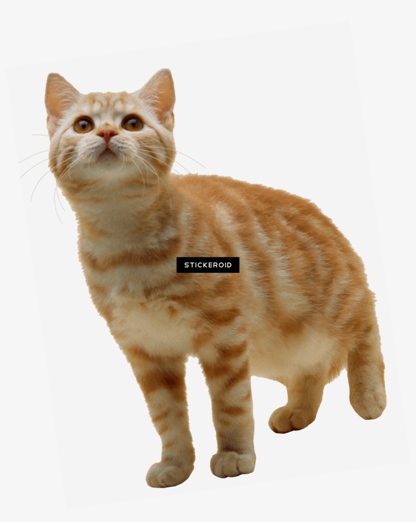Cat Background Png Kitten - Cat W Clear Background, transparent png download