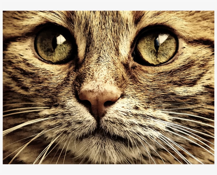 Furry Face - Pc Fond D Écran Hd, transparent png download