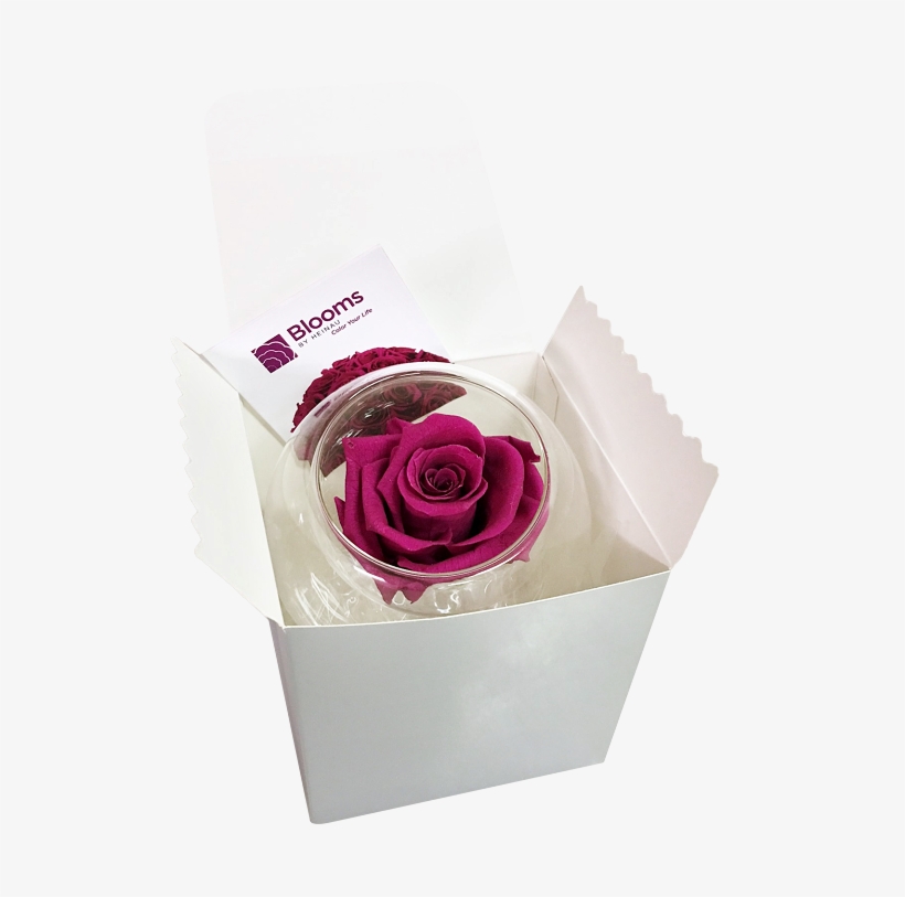 Rose In Glass - Garden Roses, transparent png download