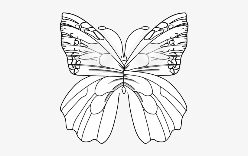 Flower Butterfly Black White Line Art 555px - Pieridae, transparent png download