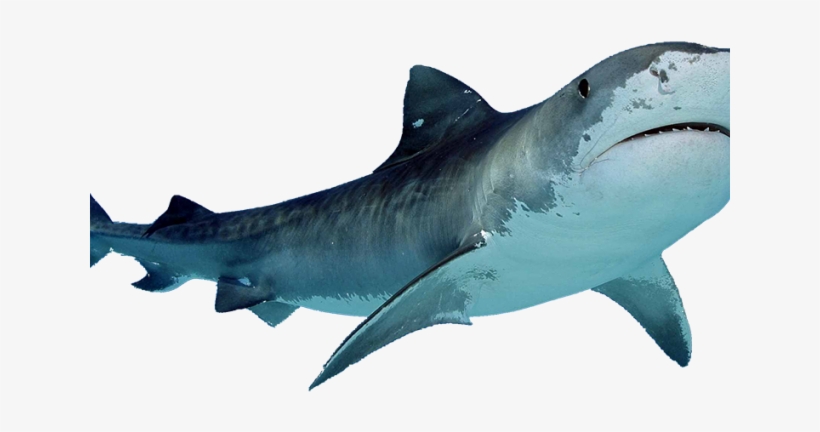 Shark Png Transparent Images - Transparent Background Shark Png, transparent png download