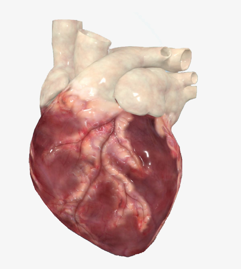 Pathology 3d Is A Unique Program That Enables Students - Liver, transparent png download