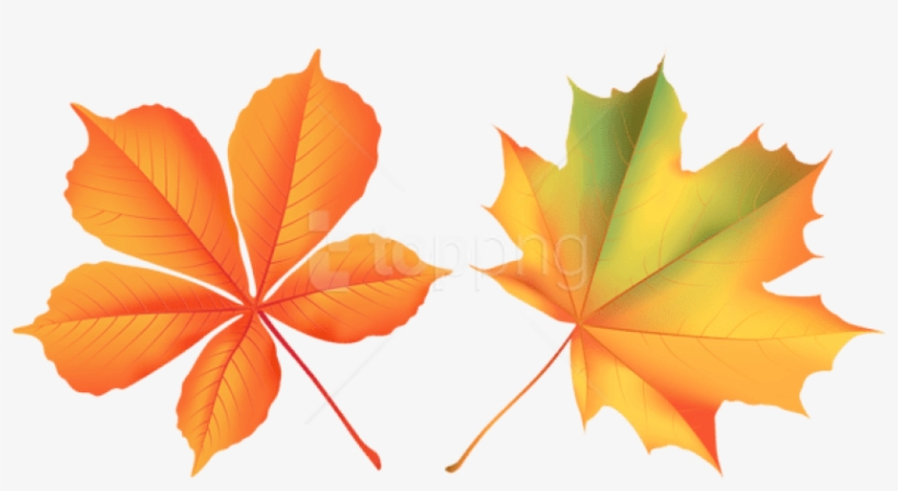 Free Png Download Autumn Leaves Clipart Png Photo Png - Maple Leaf, transparent png download