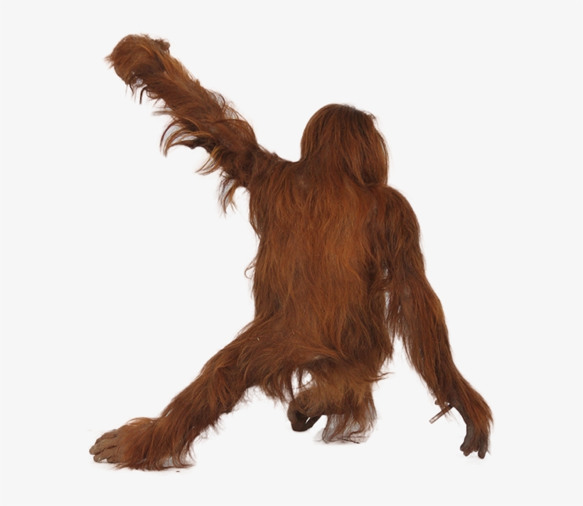 Orangutan Png, Download Png Image With Transparent - Baby Orangutan No Background, transparent png download