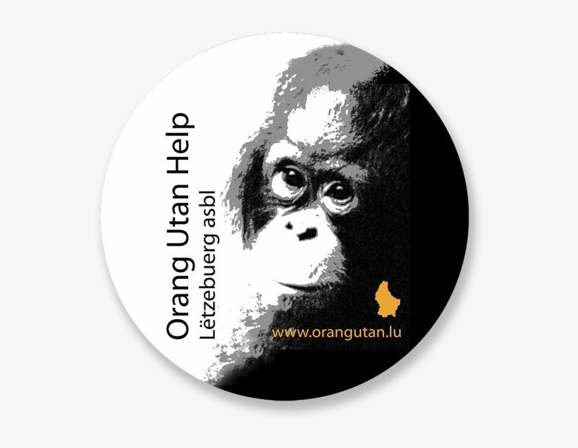 Orang Utan Hilfe Wanicare Cikananga - Orangutan, transparent png download