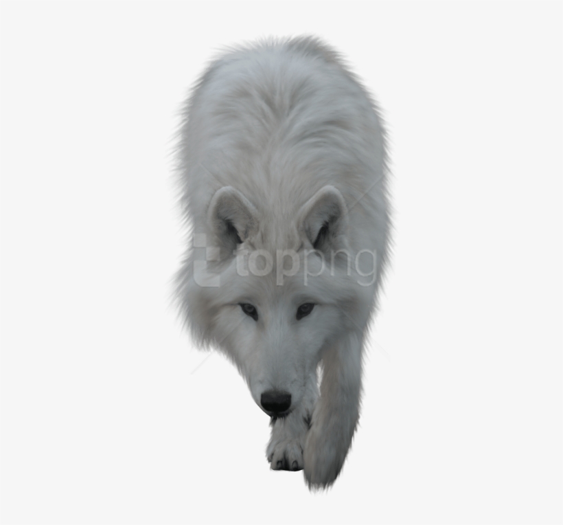 Free Png Download Wolf White Png Images Background - Wolf Png Transparent, transparent png download