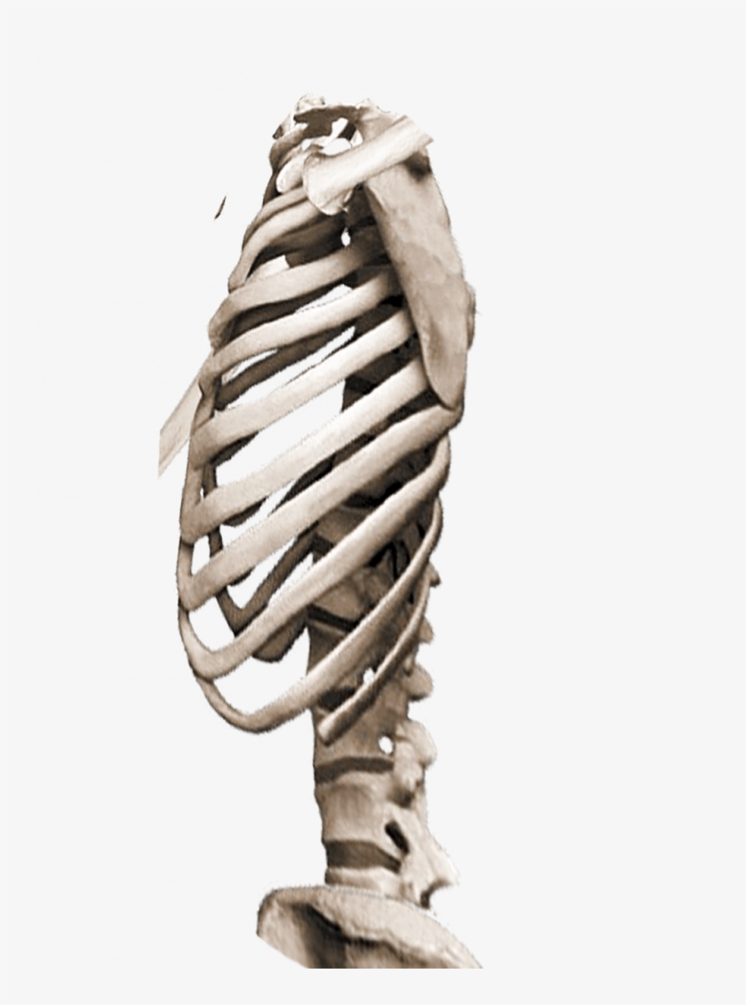 Heartless Bones Png - Rib, transparent png download