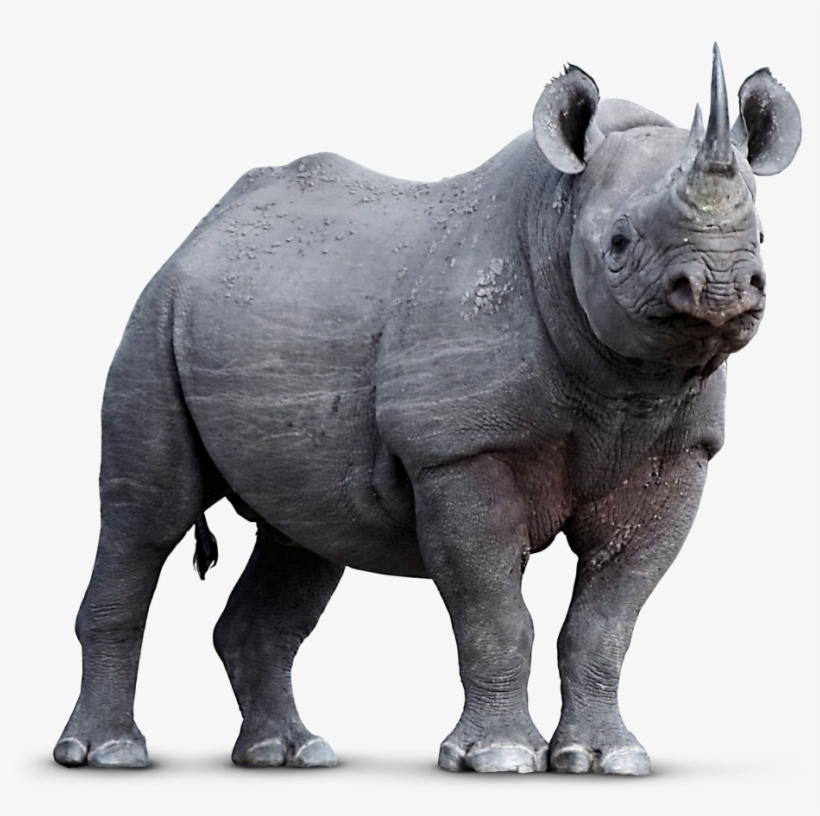 Endangered Species Png, transparent png download
