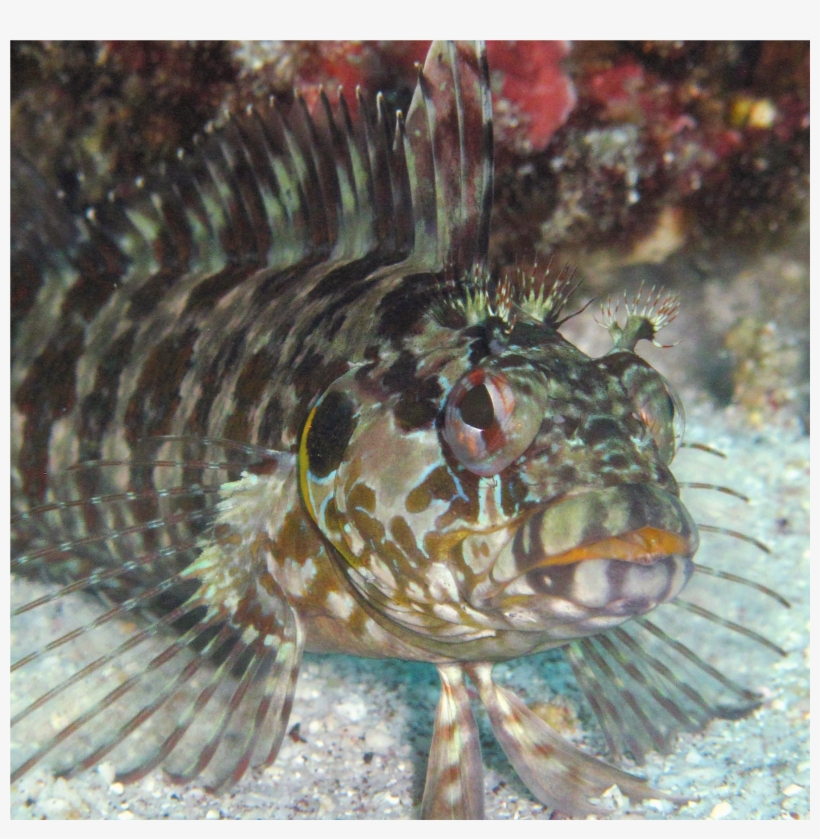 Khaled Bin Sultan Living Oceans Foundation, transparent png download