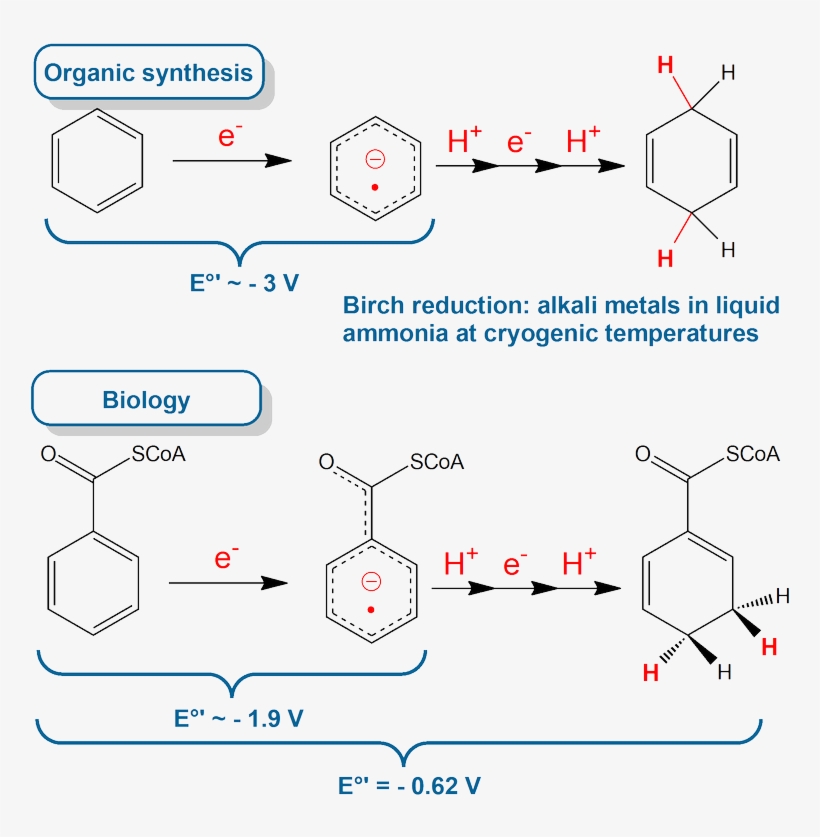 Birch - Diagram, transparent png download