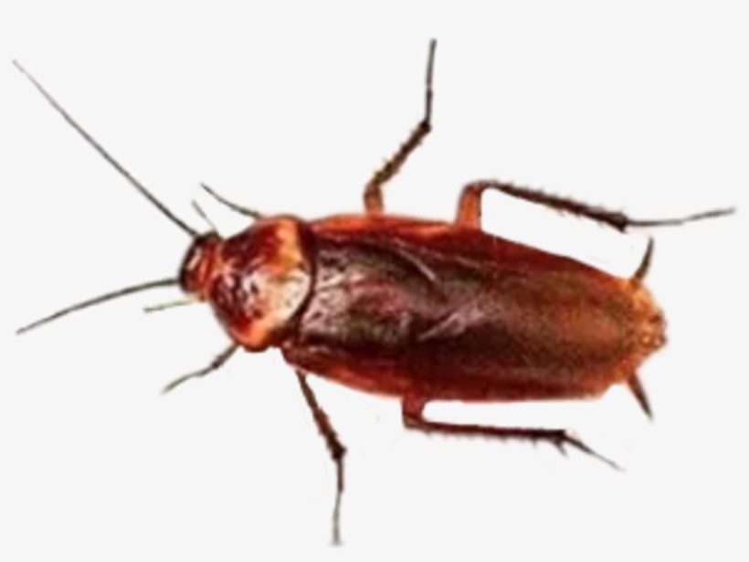Report Abuse - Large Cockroach, transparent png download