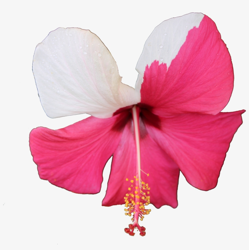 Ibisco Roxa E Branca Com Fundo Transparente Png - Chinese Hibiscus, transparent png download