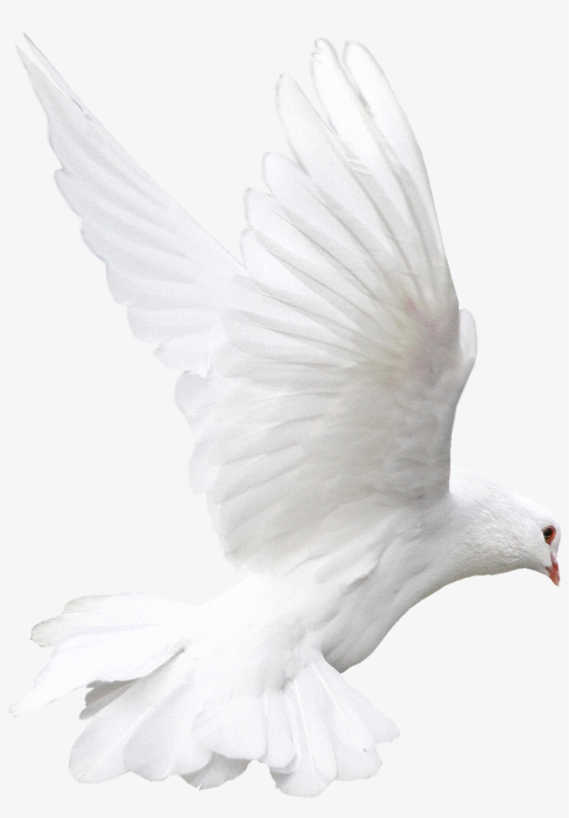 white flying pigeon png image almavision transparent png 1756x1756 free download on nicepng white flying pigeon png image