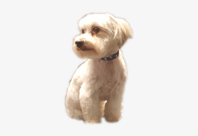 Bild 4 - Labradoodle, transparent png download