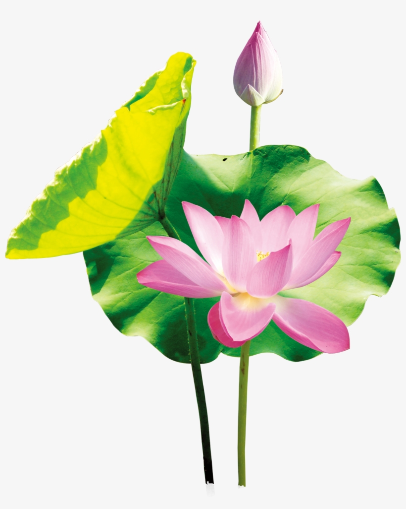 Arte Del Cartel - Sacred Lotus, transparent png download