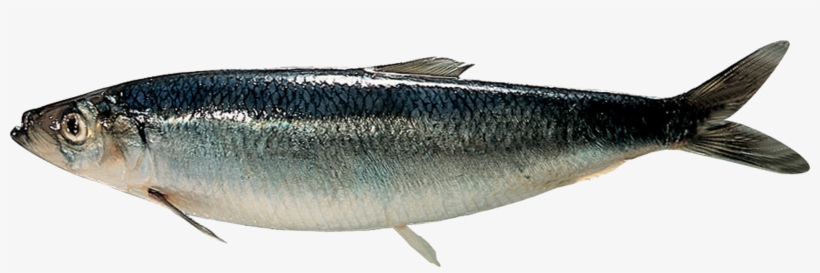 Found At Depths Down To 200 Metres In The North Sea - Herring In Sea, transparent png download