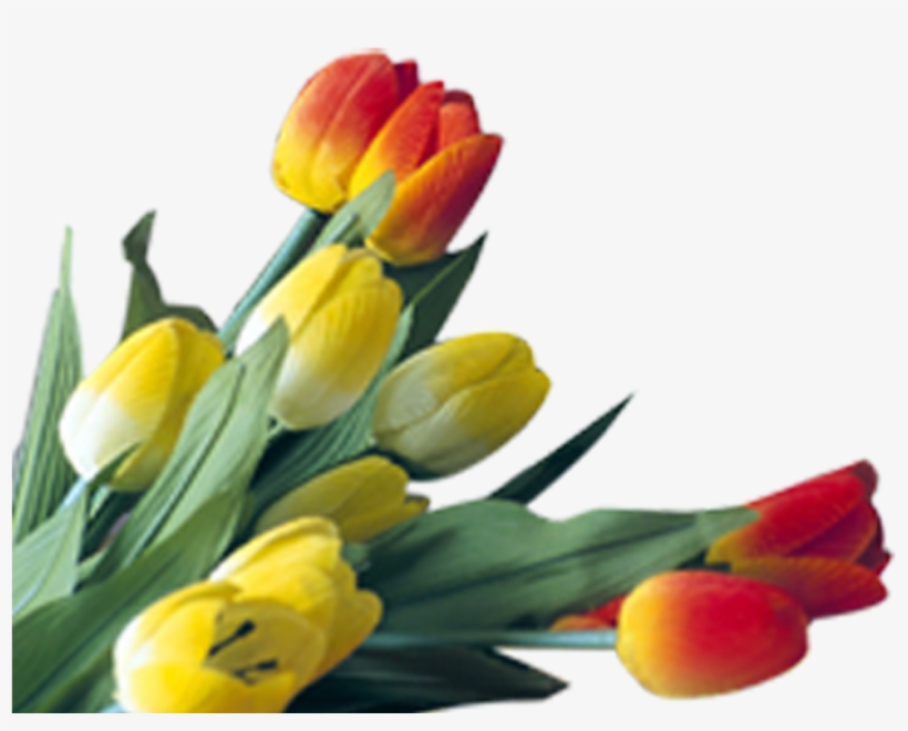 Http - //syedimranrocks - Blogspot - In/ - Tulip, transparent png download