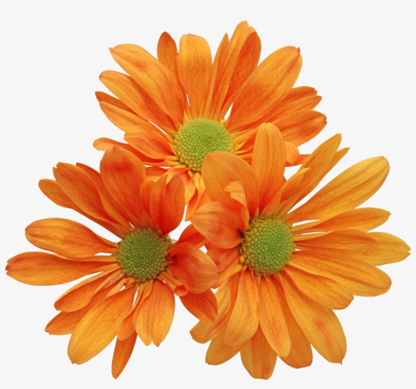 黄色菊花 - Real Flowers Clip Art, transparent png download