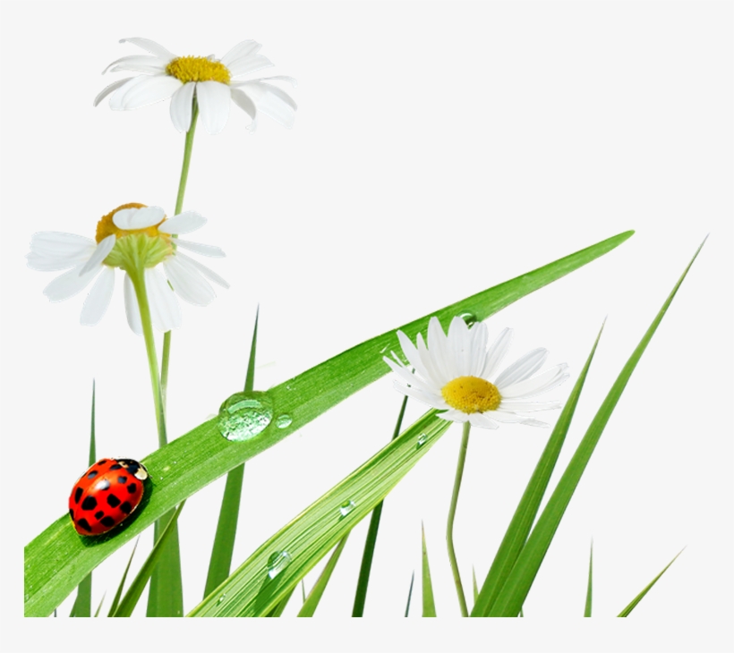 漂亮菊花 - Grass Clipart, transparent png download