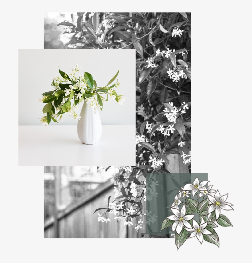 Explore Blooming Jasmine - Bouquet, transparent png download