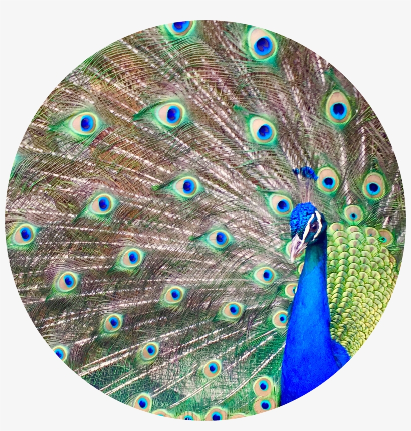 The Little Ponderosa Zoo And Rescue Has An Amazing - Peafowl, transparent png download