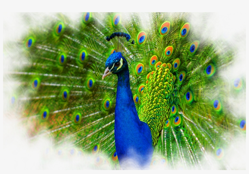 Share This Image - Peacock Psd, transparent png download