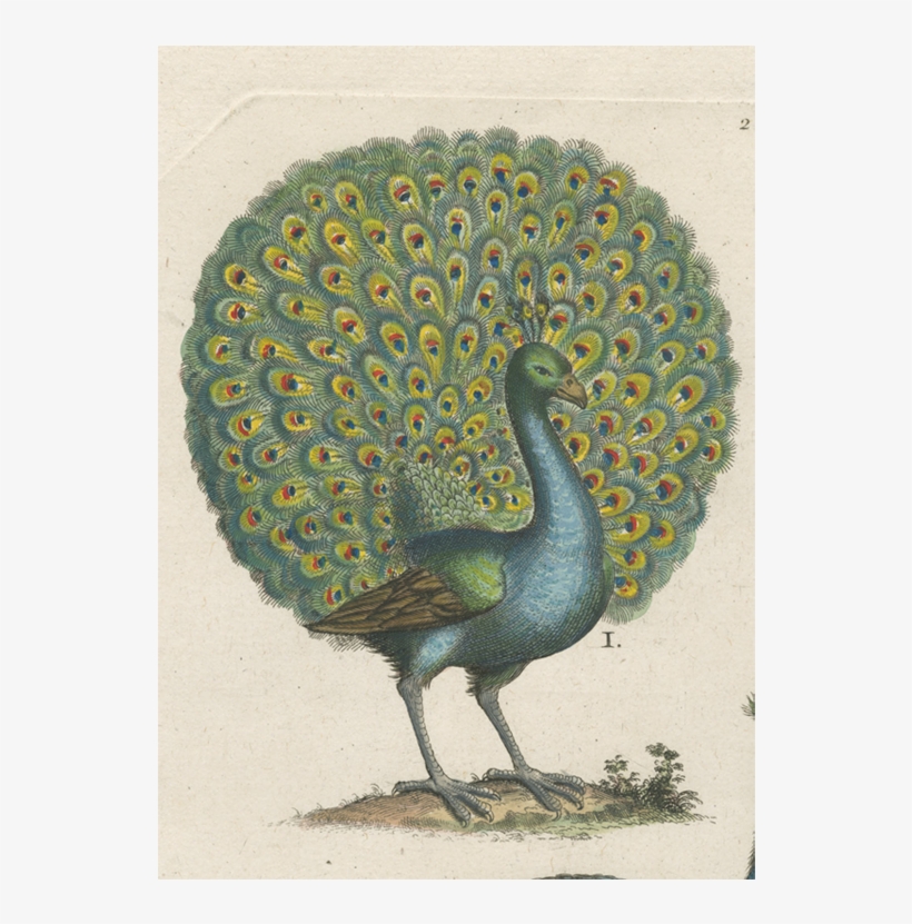 John Derian Art, transparent png download