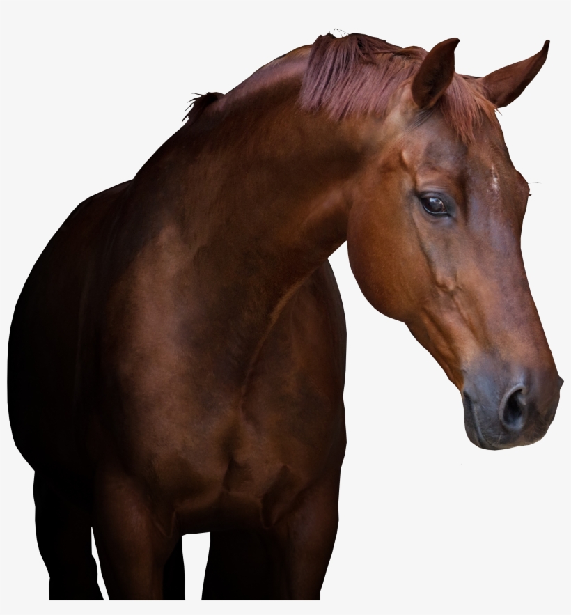 Equine Referral Hospital - Sorrel, transparent png download