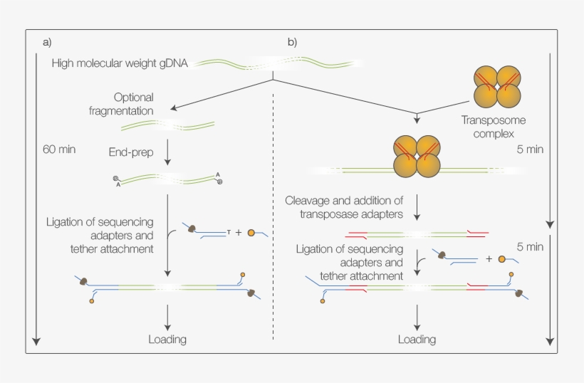 Versatile Sequencing Library Preparation Methods For - Diagram, transparent png download