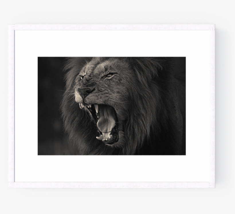 Photo Kruger Lion - Masai Lion, transparent png download
