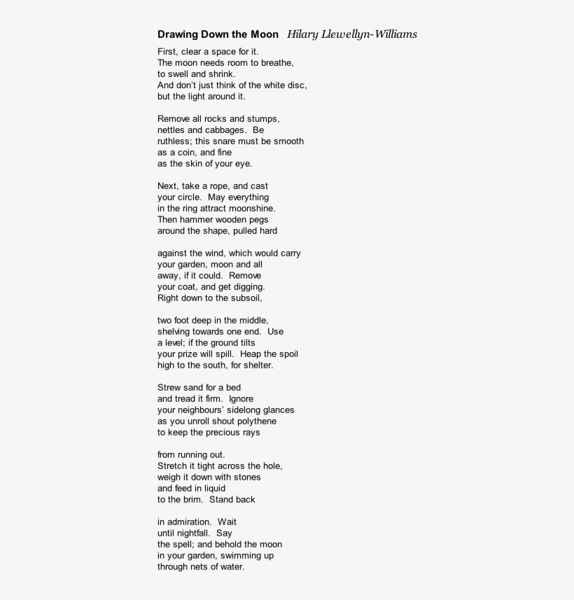 Owl Cat - - Document, transparent png download