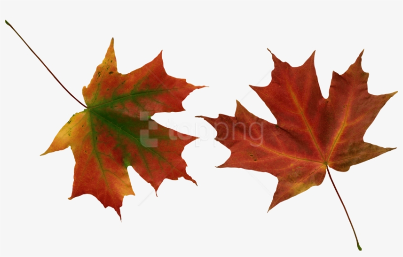 Free Png Autumn Leaves Png Images Transparent - Hojas De Otoño Png, transparent png download