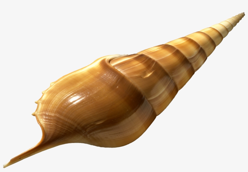 Tibia Insulaechorab Transparent - Transparent, transparent png download