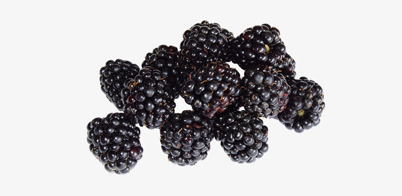 Blackberries - Buah Beri, transparent png download