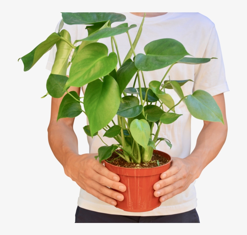 Philodendron 'monstera' - 6" Pot - Flowerpot, transparent png download