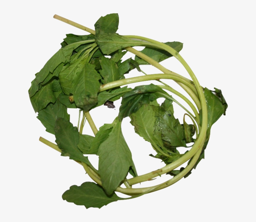 Apazote Fresh Herb - Leaf Vegetable, transparent png download