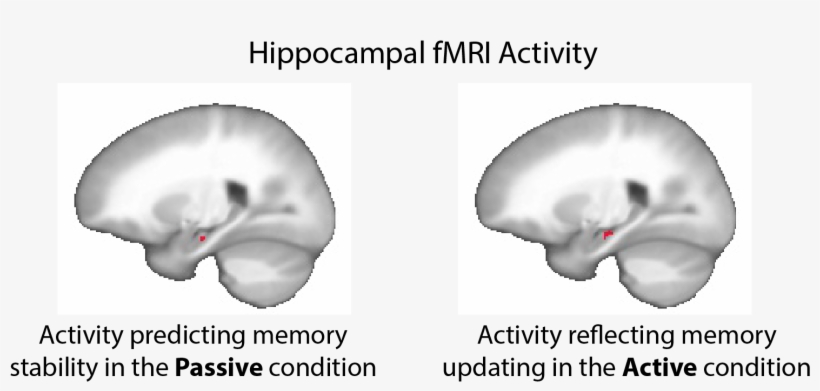 Our Results Showed That Activity In The Hippocampus - Rib, transparent png download