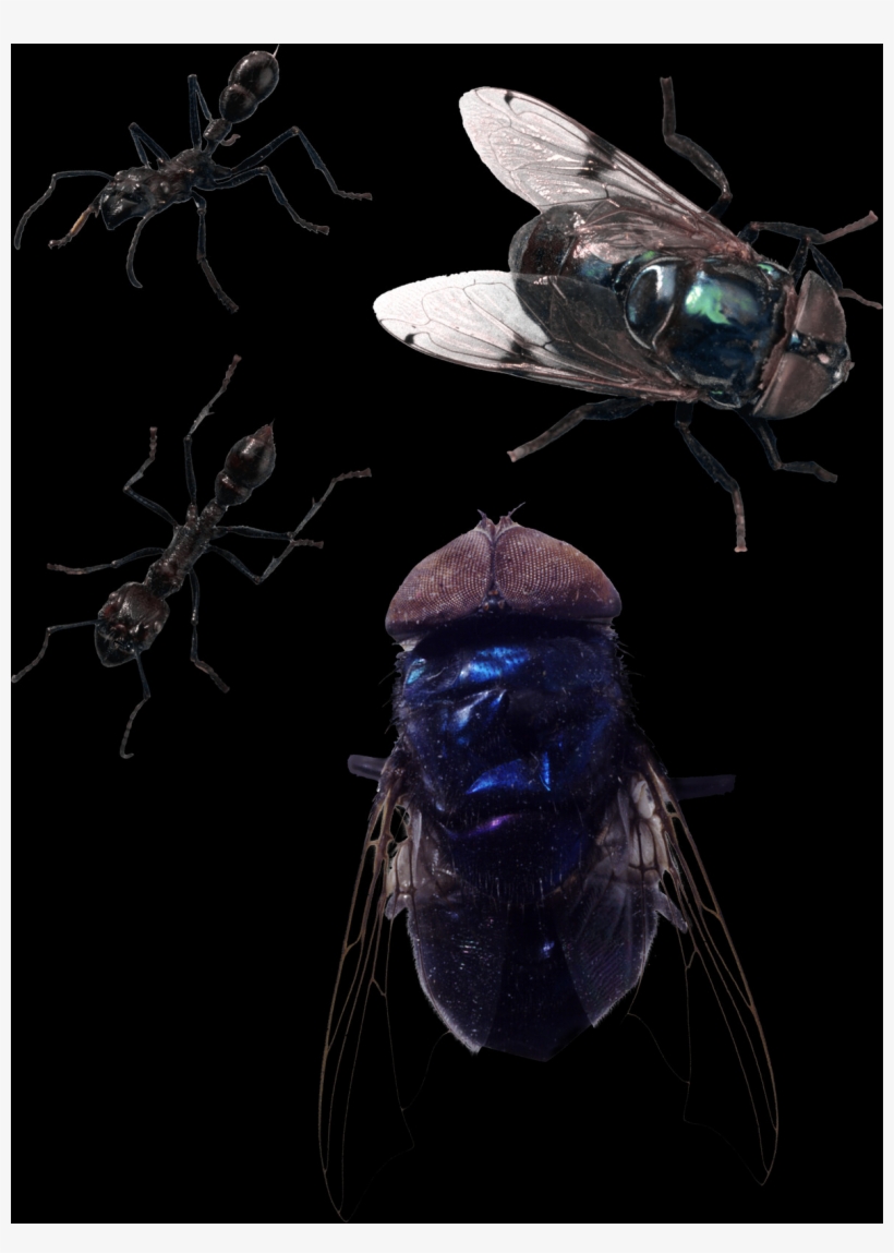 Check Out The Complete Collection Of Insect Free Png - Membrane-winged Insect, transparent png download