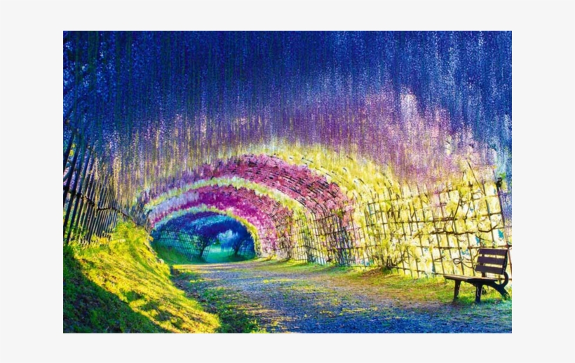 This Garden Is Popular For Mind-wing Vestoria Flowers - Kawachi Fuji Gardens 2017, transparent png download