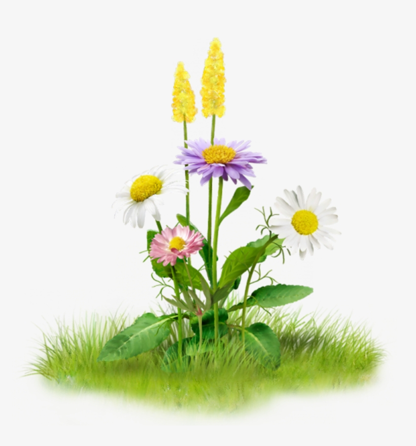 Fotki Planting Flowers, Flowers Garden, Garden Grass, - Nature Png, transparent png download