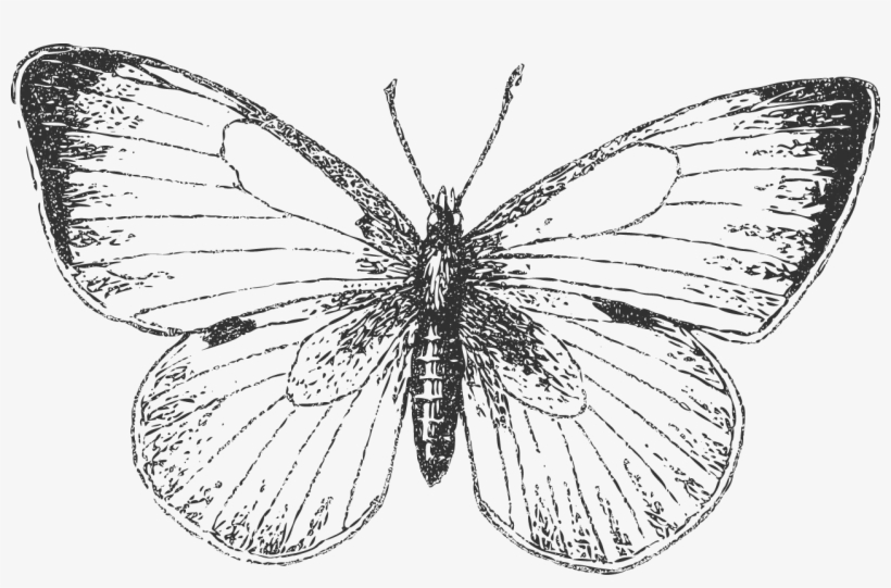 Butterfly - Short-tailed Blue, transparent png download