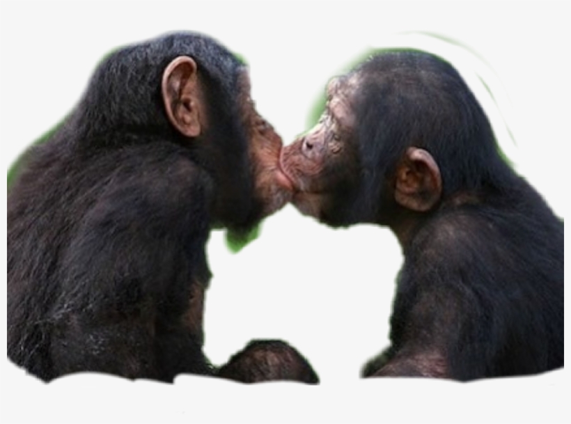 Freetoedit Love Rikarxfin83 Picsart Scmonkey - Monkey, transparent png download